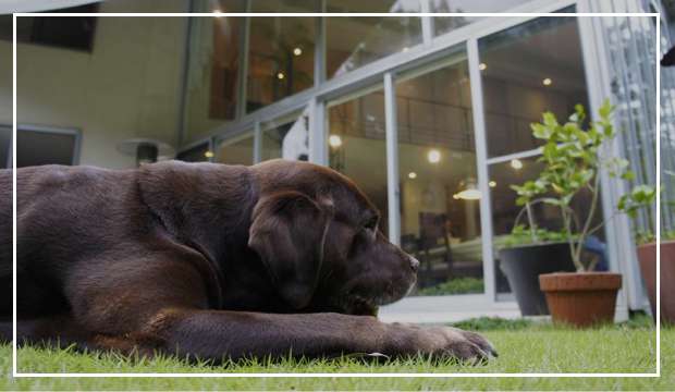 【写真付き】建築家が建てる「犬と暮らすおしゃれな家」